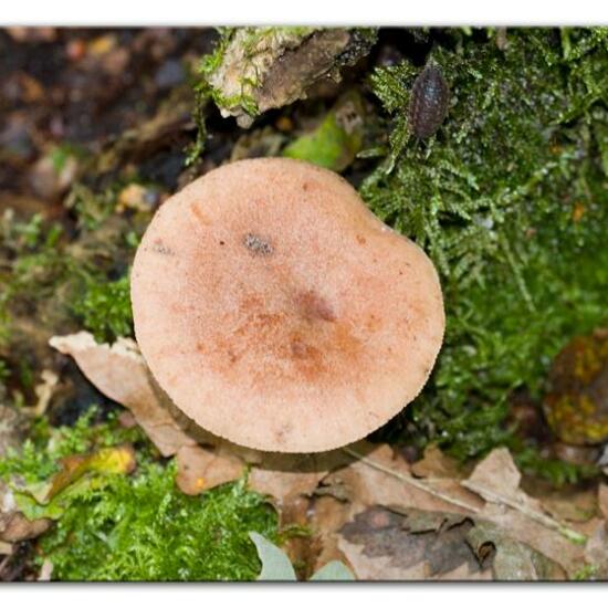 Lactarius quietus: Mushroom in habitat Temperate forest in the NatureSpots App