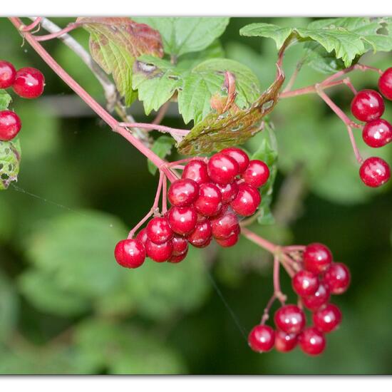 Viburnum opulus: Plant in habitat Semi-natural grassland in the NatureSpots App