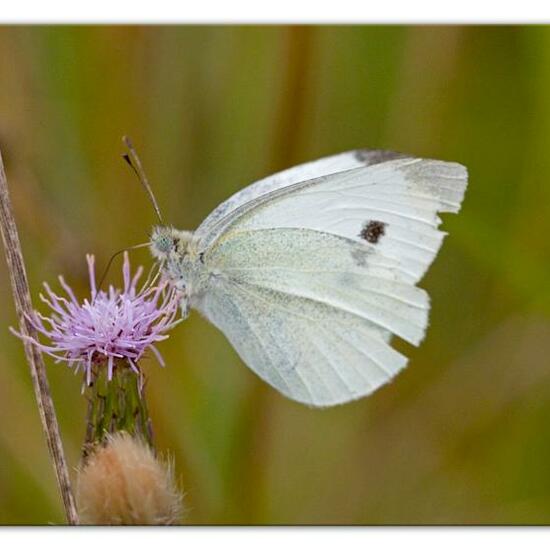 Pieris rapae: Animal in habitat Semi-natural grassland in the NatureSpots App