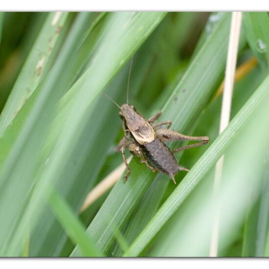 Dark bush-cricket: Animal in habitat Semi-natural grassland in the NatureSpots App