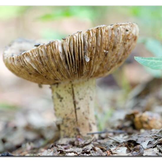 Unknown species: Mushroom in habitat Temperate forest in the NatureSpots App