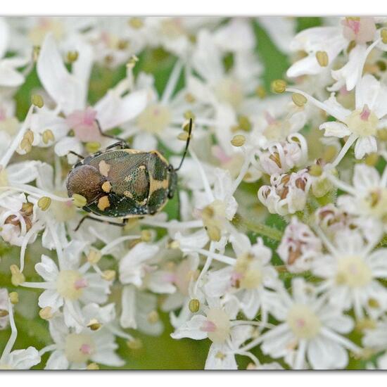 Eurydema oleracea: Animal in habitat Semi-natural grassland in the NatureSpots App