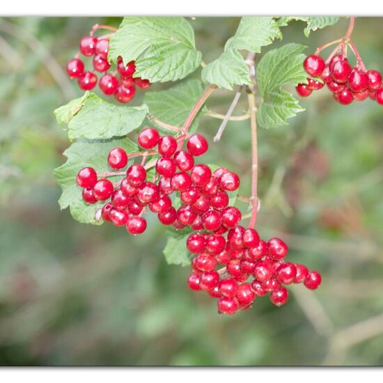 Viburnum opulus: Plant in habitat Semi-natural grassland in the NatureSpots App