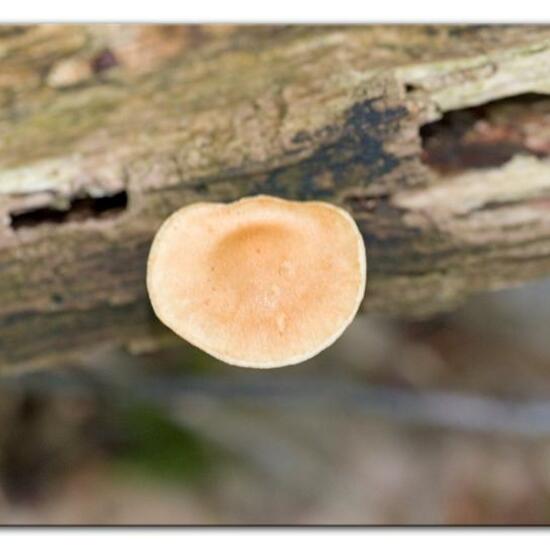 Unknown species: Mushroom in nature in the NatureSpots App