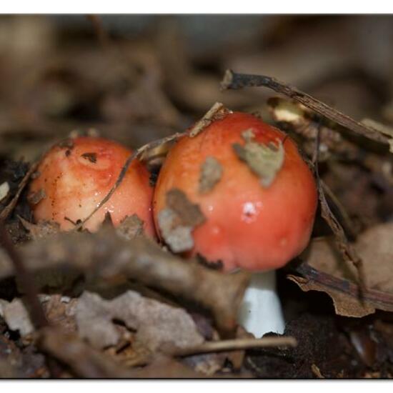 Unknown species: Mushroom in habitat Temperate forest in the NatureSpots App