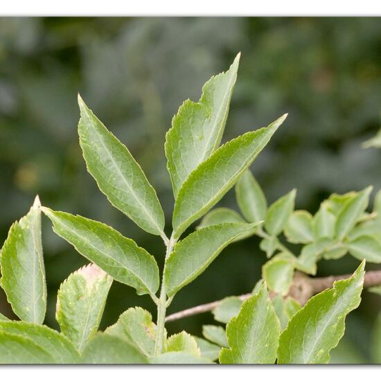 Sambucus nigra: Plant in habitat Semi-natural grassland in the NatureSpots App