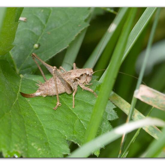 Dark bush-cricket: Animal in habitat Semi-natural grassland in the NatureSpots App