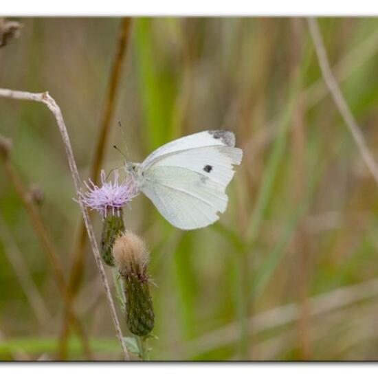 Pieris rapae: Animal in habitat Semi-natural grassland in the NatureSpots App