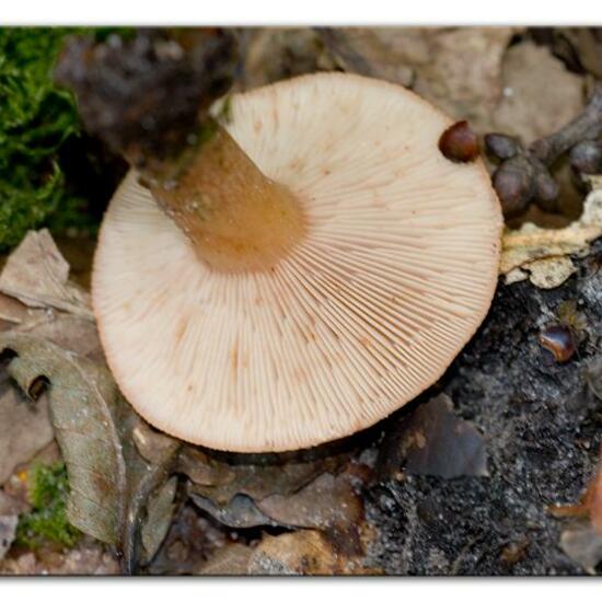 Lactarius quietus: Mushroom in habitat Temperate forest in the NatureSpots App