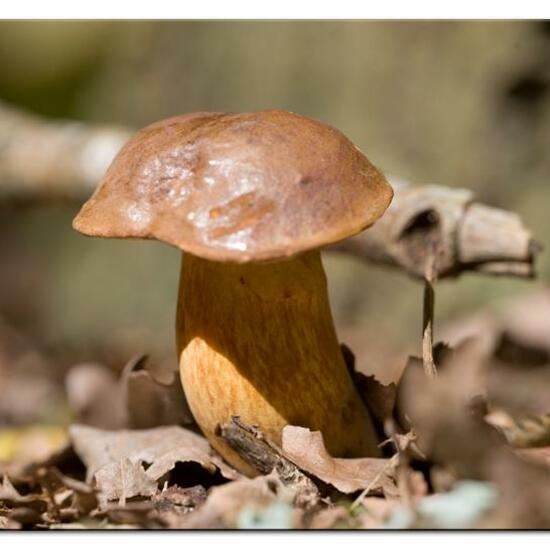 Xerocomus badius: Mushroom in habitat Temperate forest in the NatureSpots App