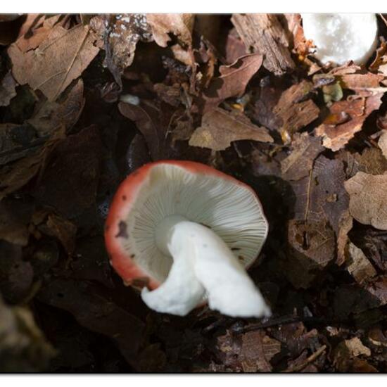 Unknown species: Mushroom in habitat Temperate forest in the NatureSpots App