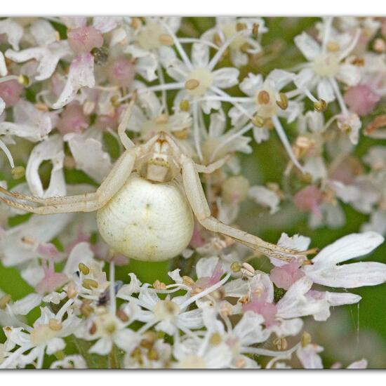 Misumena vatia: Animal in habitat Natural Meadow in the NatureSpots App