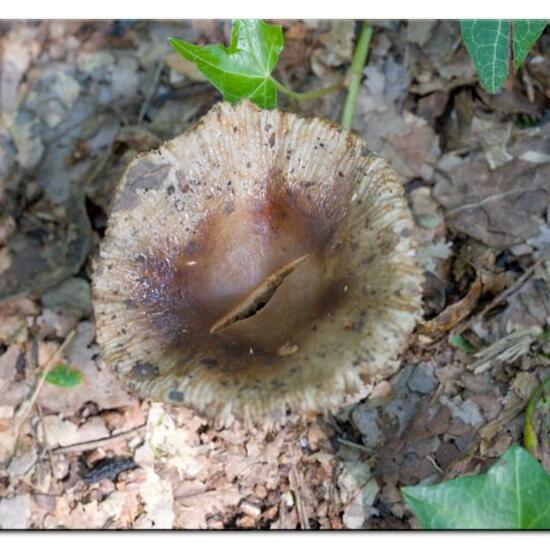 Unknown species: Mushroom in habitat Temperate forest in the NatureSpots App