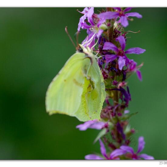 Gonepteryx rhamni: Animal in habitat Road or Transportation in the NatureSpots App