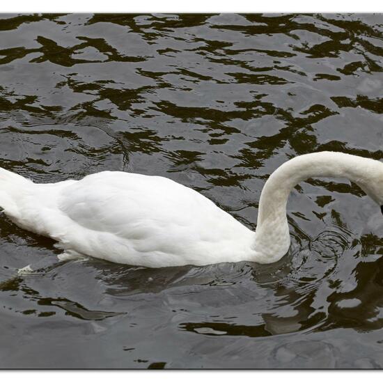 Mute swan: Animal in habitat Stream in the NatureSpots App