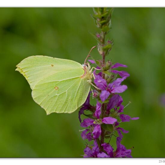 Gonepteryx rhamni: Animal in habitat Road or Transportation in the NatureSpots App