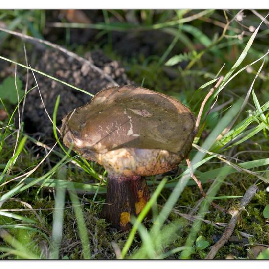 Boletus luridus: Mushroom in habitat Road or Transportation in the NatureSpots App