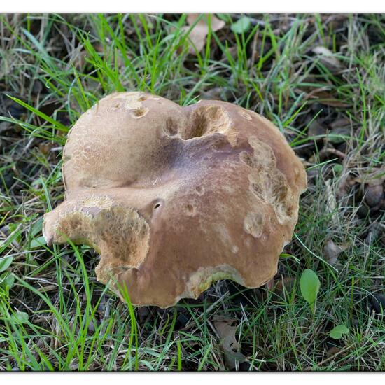 Boletus reticulatus: Mushroom in habitat Road or Transportation in the NatureSpots App