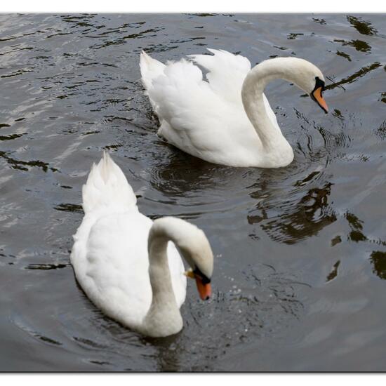 Mute swan: Animal in habitat Stream in the NatureSpots App