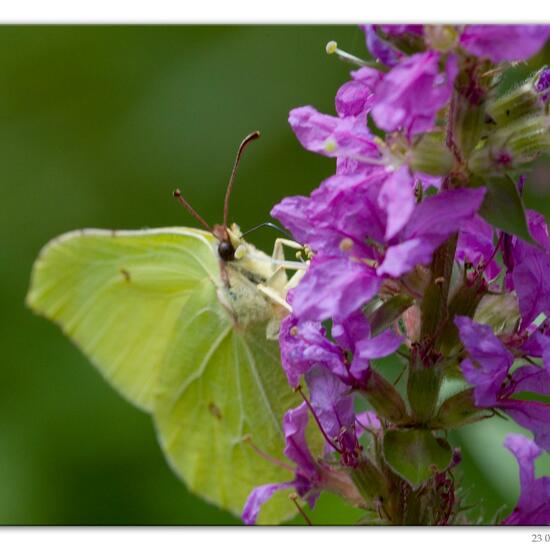 Gonepteryx rhamni: Animal in habitat Road or Transportation in the NatureSpots App