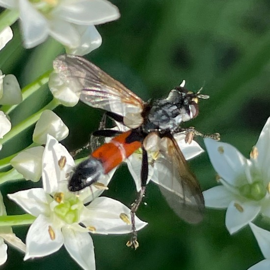 Cylindromyia brassicaria: Animal in habitat Garden in the NatureSpots App