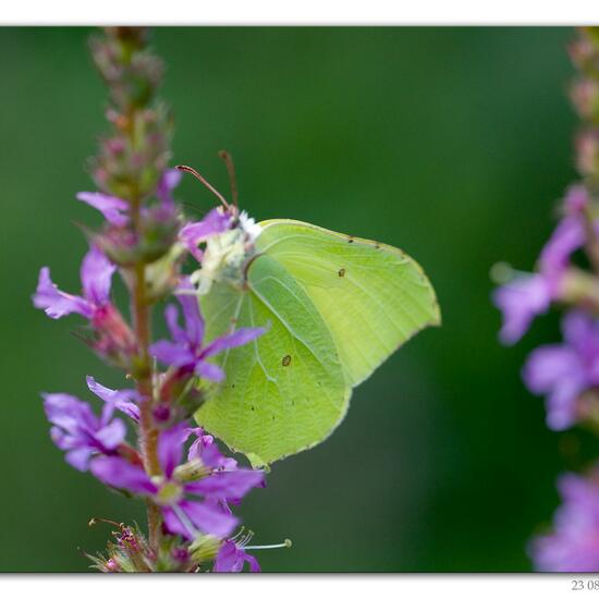 Gonepteryx rhamni: Animal in habitat Road or Transportation in the NatureSpots App