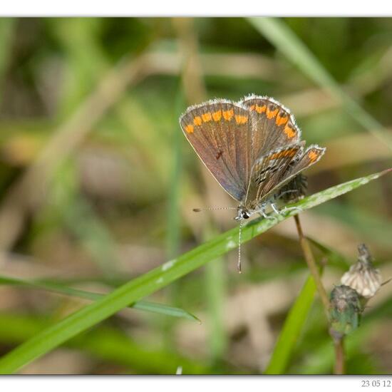 Polyommatus icarus: Animal in habitat City or Urban habitat in the NatureSpots App