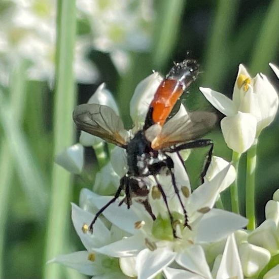 Cylindromyia brassicaria: Animal in habitat Garden in the NatureSpots App