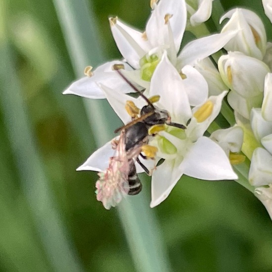 Lasioglossum malachurum: Animal in habitat Garden in the NatureSpots App