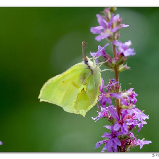 Gonepteryx rhamni: Animal in habitat Road or Transportation in the NatureSpots App