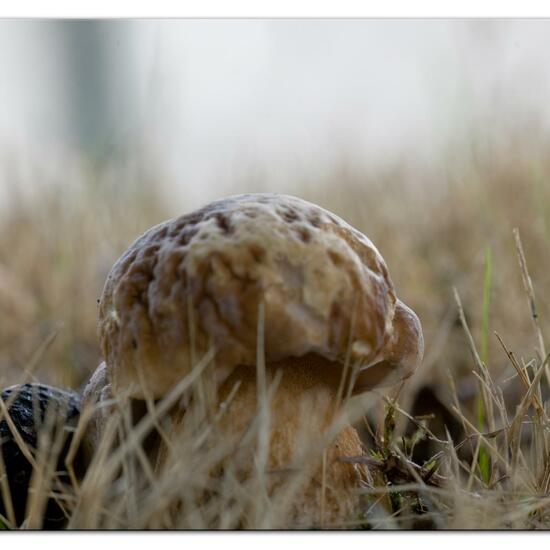 Boletus reticulatus: Mushroom in habitat Road or Transportation in the NatureSpots App