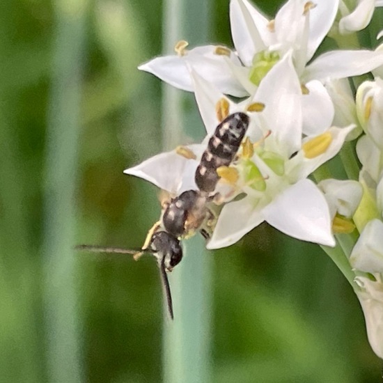 Lasioglossum malachurum: Animal in habitat Garden in the NatureSpots App