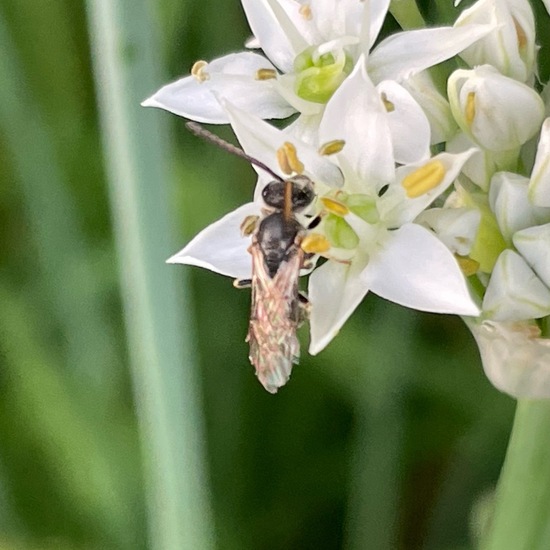 Lasioglossum malachurum: Animal in habitat Garden in the NatureSpots App