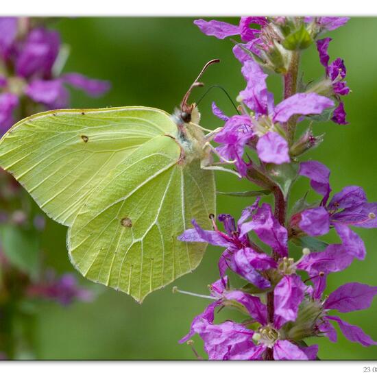 Gonepteryx rhamni: Animal in habitat Road or Transportation in the NatureSpots App