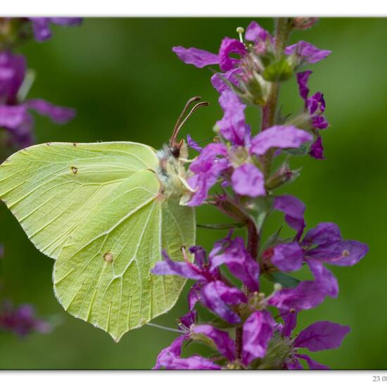 Gonepteryx rhamni: Animal in habitat Road or Transportation in the NatureSpots App