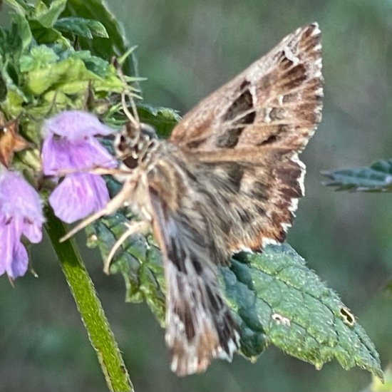 Carcharodus alceae: Animal in habitat Garden in the NatureSpots App