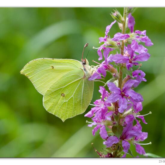 Gonepteryx rhamni: Animal in habitat Road or Transportation in the NatureSpots App