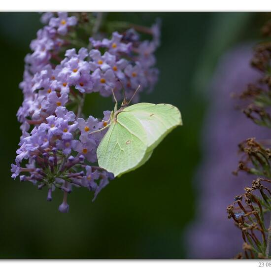 Gonepteryx rhamni: Animal in habitat Road or Transportation in the NatureSpots App