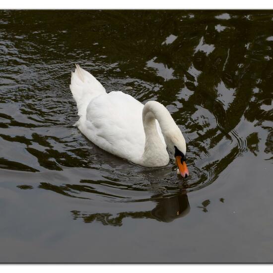 Mute swan: Animal in habitat Stream in the NatureSpots App