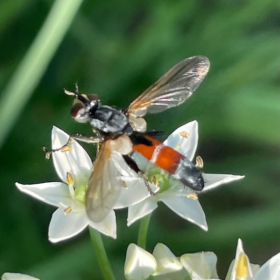 Cylindromyia brassicaria: Animal in habitat Garden in the NatureSpots App