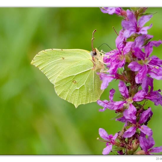 Gonepteryx rhamni: Animal in habitat Road or Transportation in the NatureSpots App