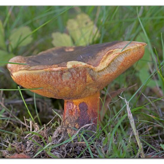 Boletus luridus: Mushroom in habitat Road or Transportation in the NatureSpots App