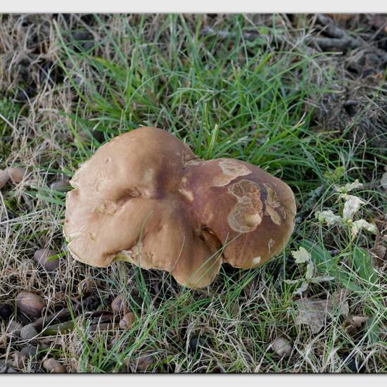 Boletus reticulatus: Mushroom in habitat Road or Transportation in the NatureSpots App