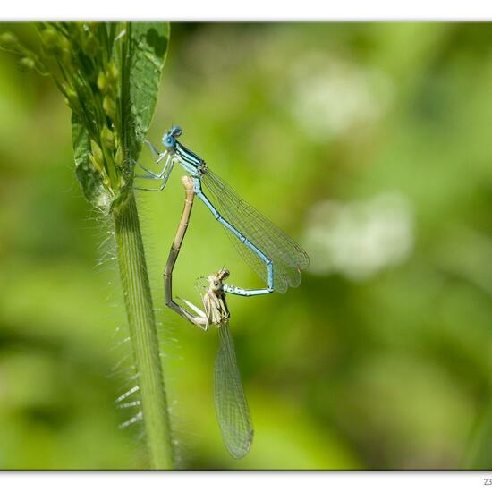 White-legged Damselfly: Animal in habitat River in the NatureSpots App