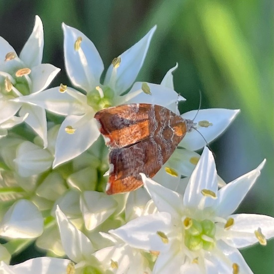 Choreutis nemorana: Animal in habitat Garden in the NatureSpots App