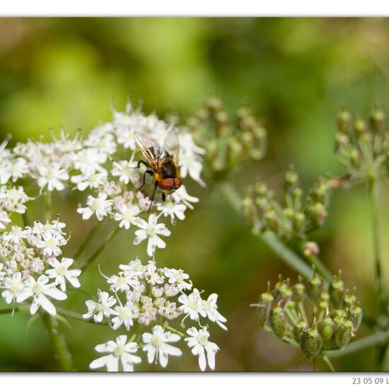 Phasia hemiptera: Animal in habitat Lake in the NatureSpots App