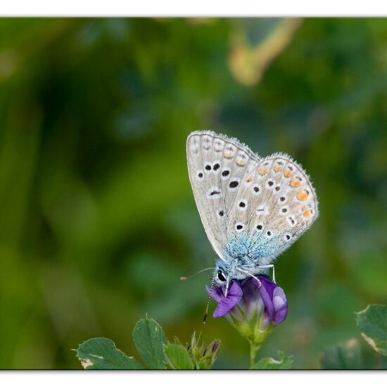 Polyommatus icarus: Animal in habitat City or Urban habitat in the NatureSpots App