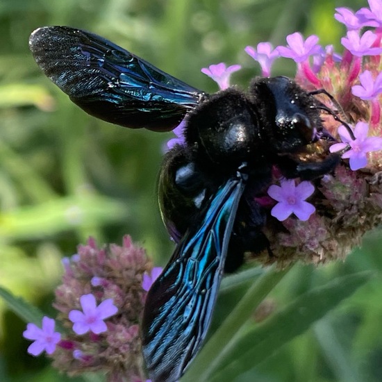 Xylocopa violacea: Animal in habitat Garden in the NatureSpots App