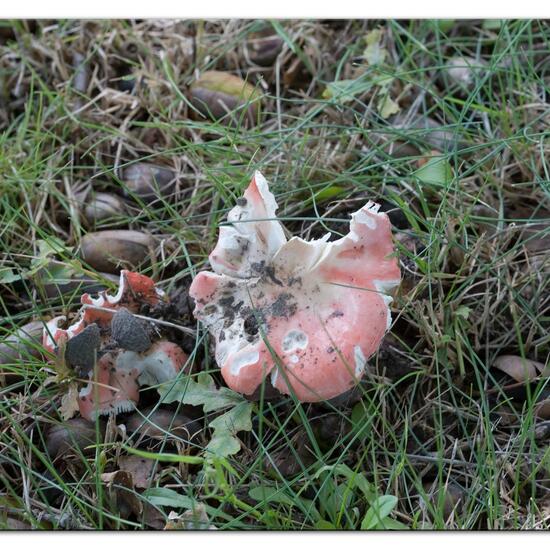 Unknown species: Mushroom in habitat Road or Transportation in the NatureSpots App