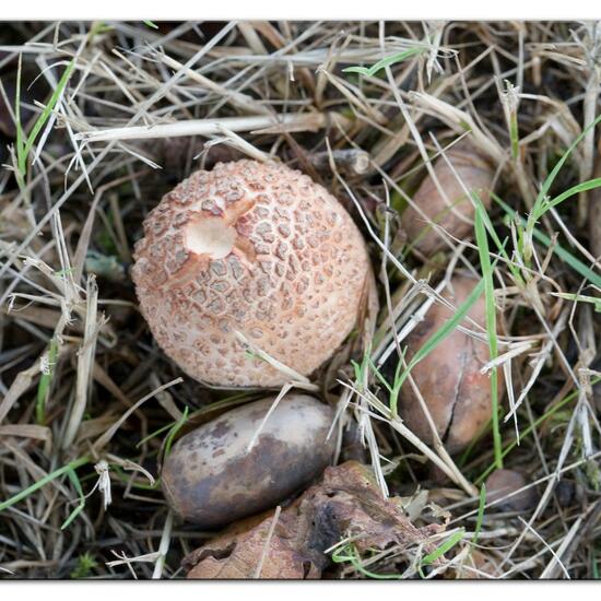 Amanita rubescens: Mushroom in habitat Road or Transportation in the NatureSpots App